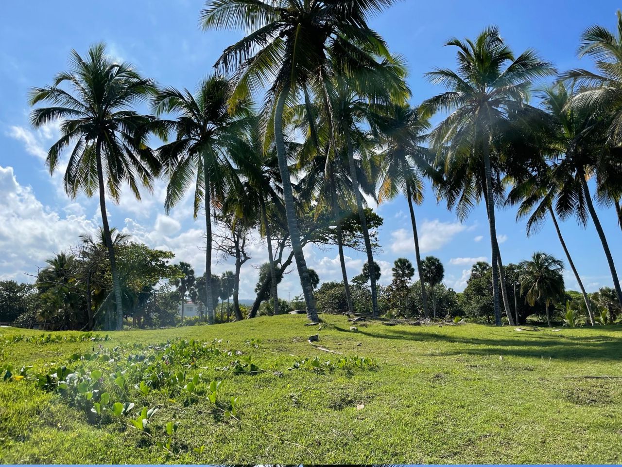 Земля в Сосуа, Доминиканская Республика, 800 м² - фото 4