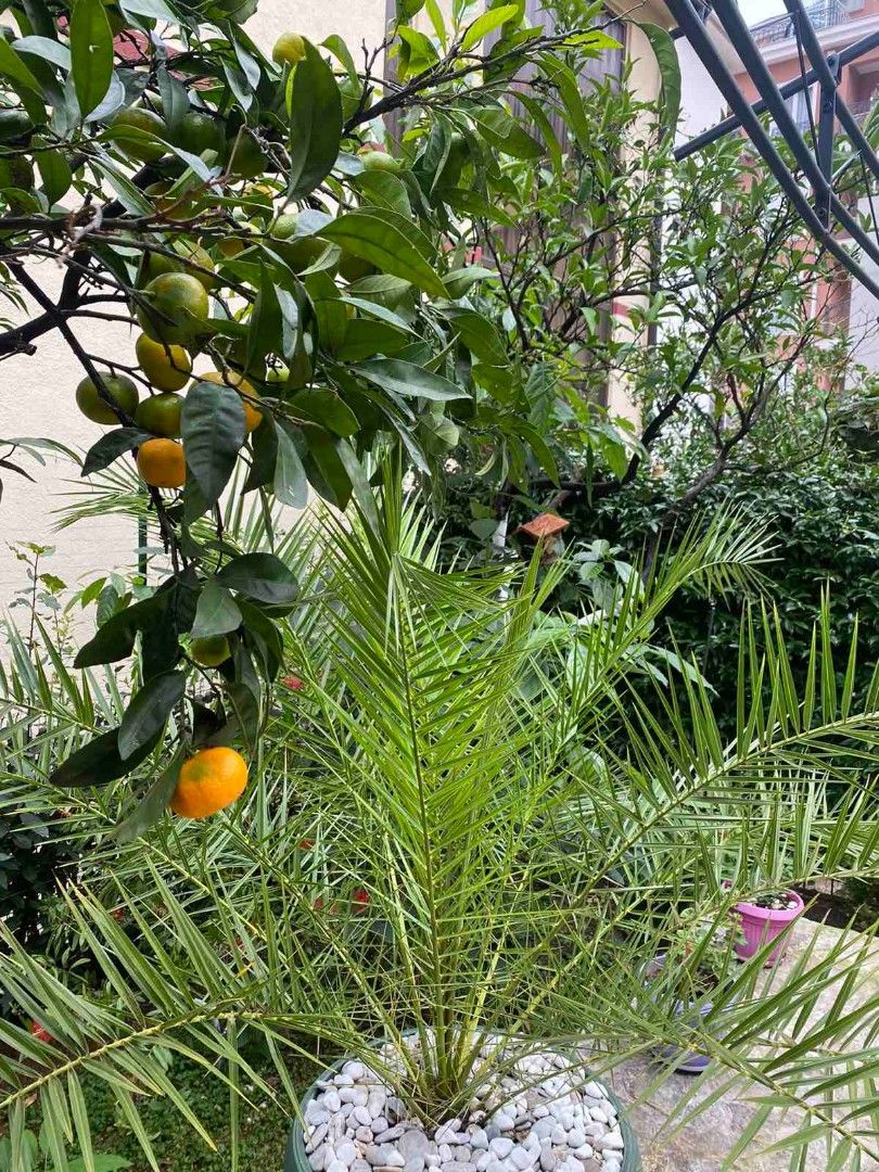 Дом в Будве, Черногория, 79 м² - фото 3