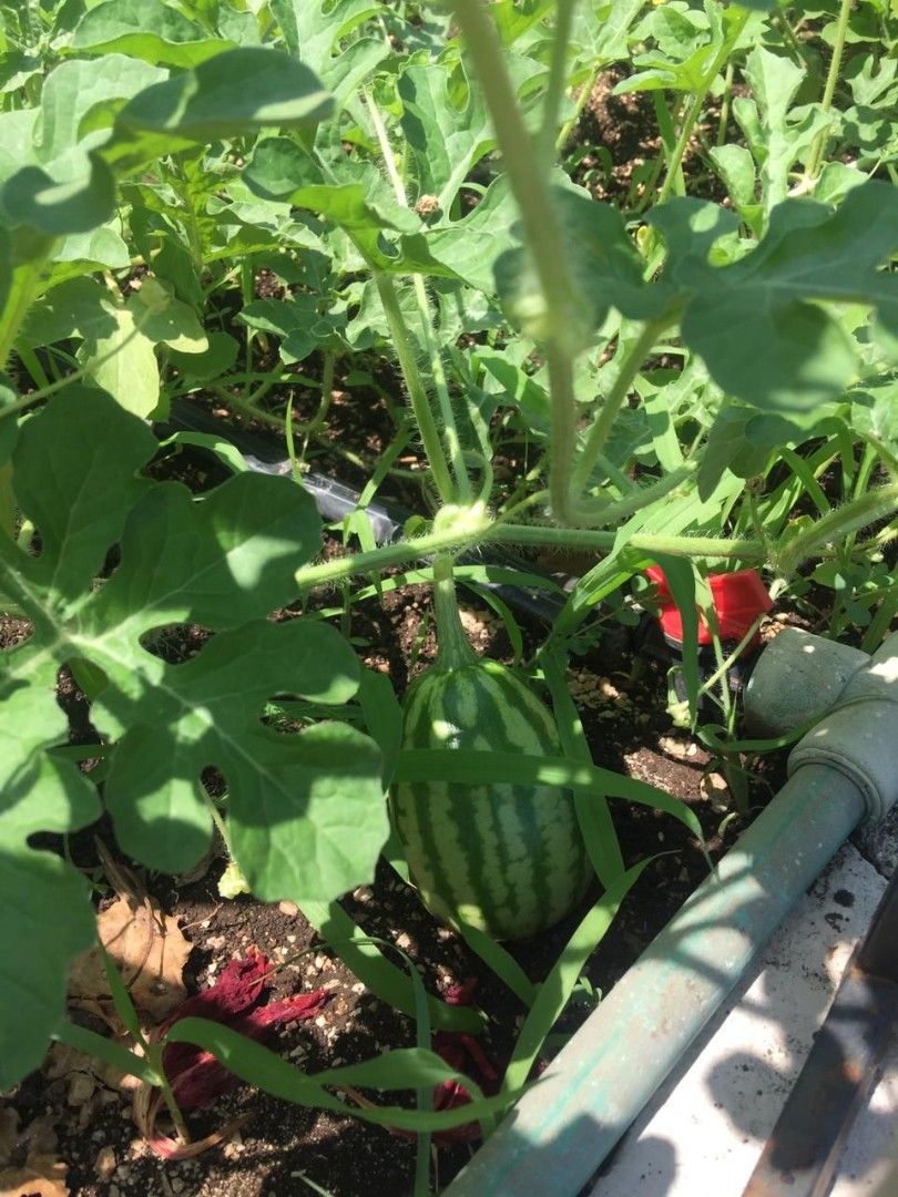 Вилла в Херцег-Нови, Черногория, 260 м² - фото 5