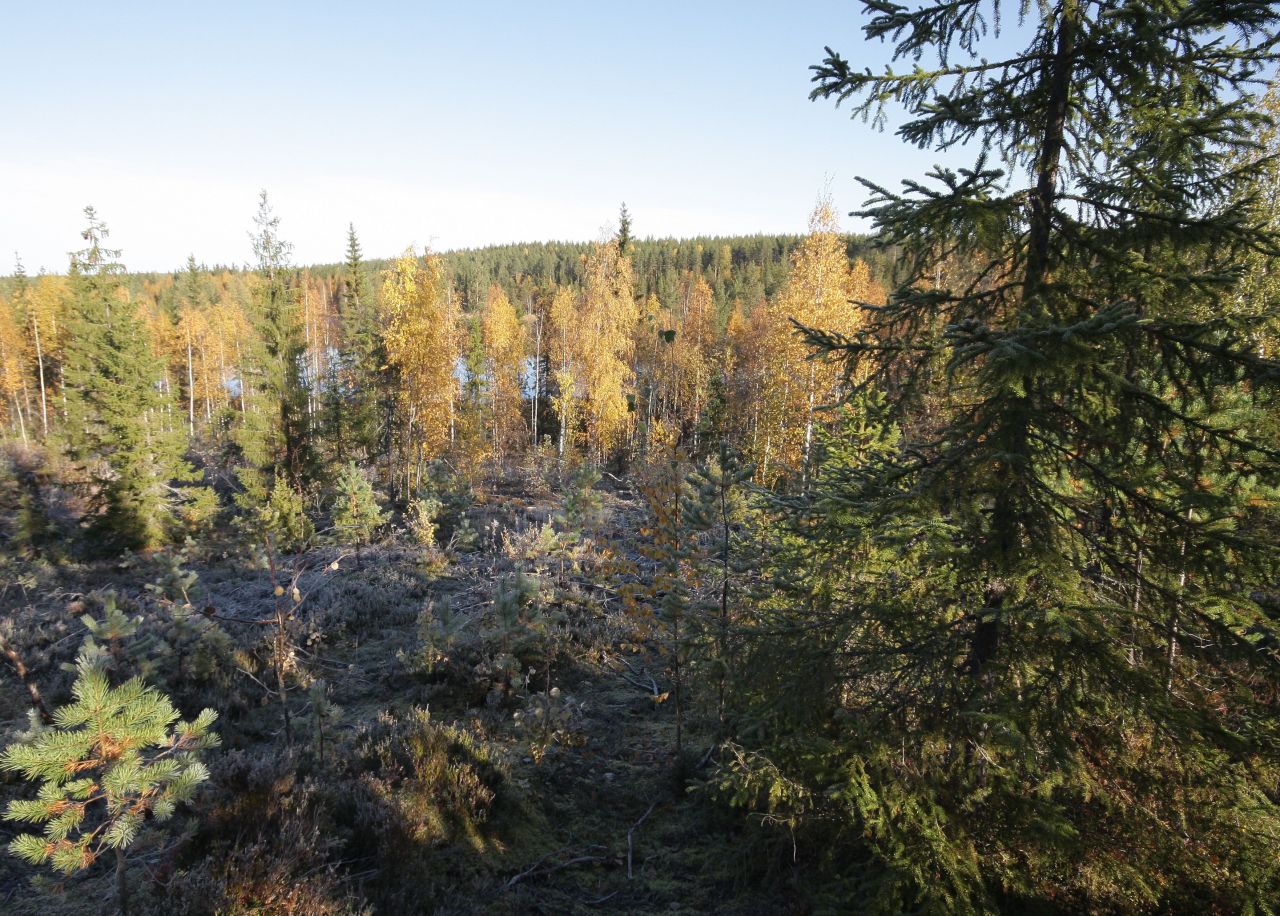 Земля в Кухмо, Финляндия, 1 Га - фото 13