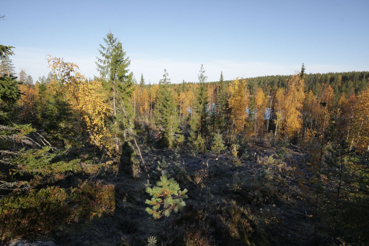 Земля в Кухмо, Финляндия, 1 Га - фото 14