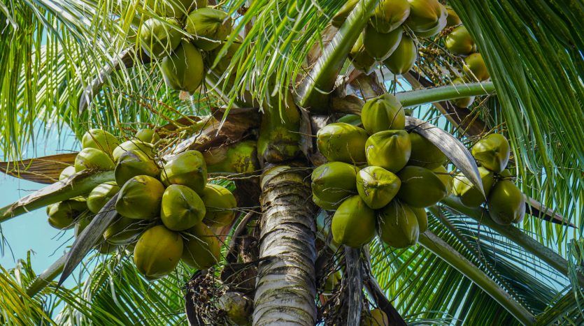 Дом в Сосуа, Доминиканская Республика, 220 м² - фото 13