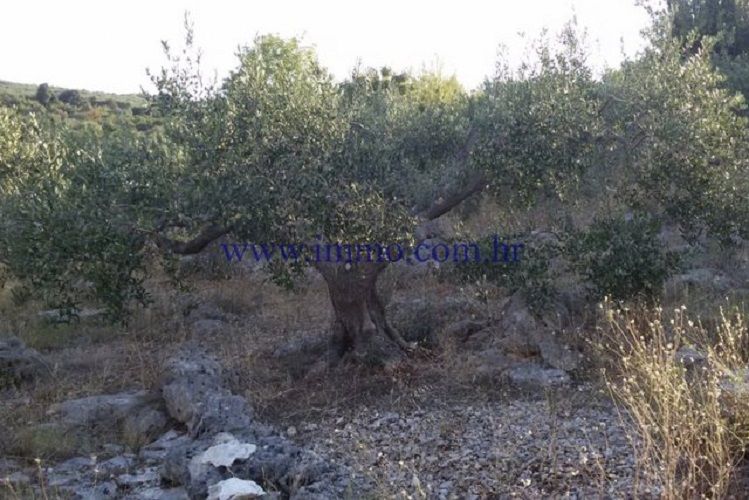 Земля на острове Брач, Хорватия, 20 000 м² - фото 4