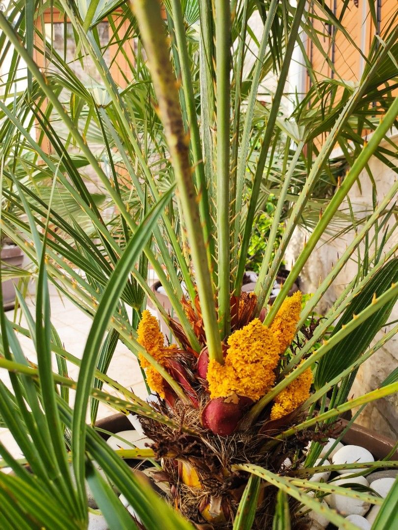 Квартира в Петроваце, Черногория, 121 м² - фото 16