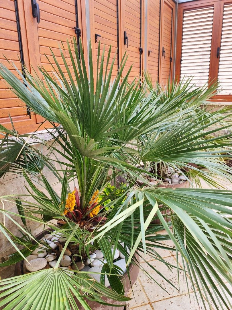 Квартира в Петроваце, Черногория, 121 м² - фото 19