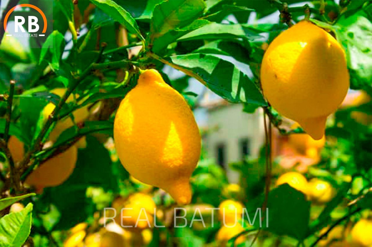 Земля в Батуми, Грузия, 7 458 м² - фото 5