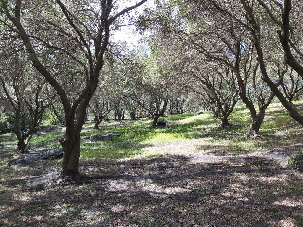 Земля на Корфу, Греция, 8 000 м² - фото 2