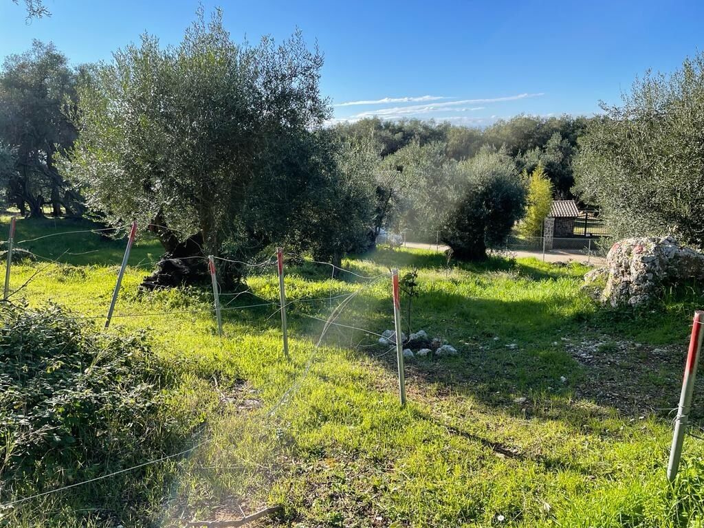 Земля на Корфу, Греция, 4 500 м² - фото 2