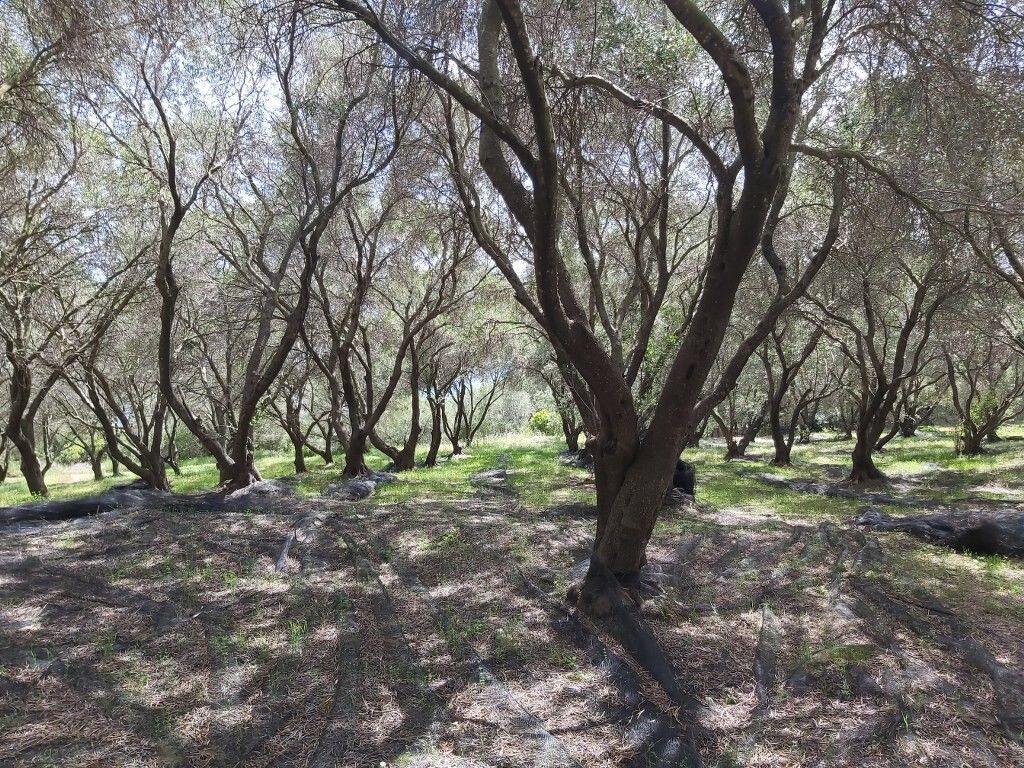 Земля на Корфу, Греция, 8 000 м² - фото 3