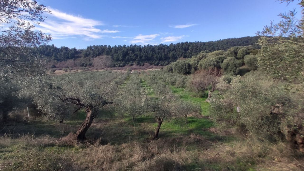 Земля в Ситонии, Греция, 14 000 м² - фото 3