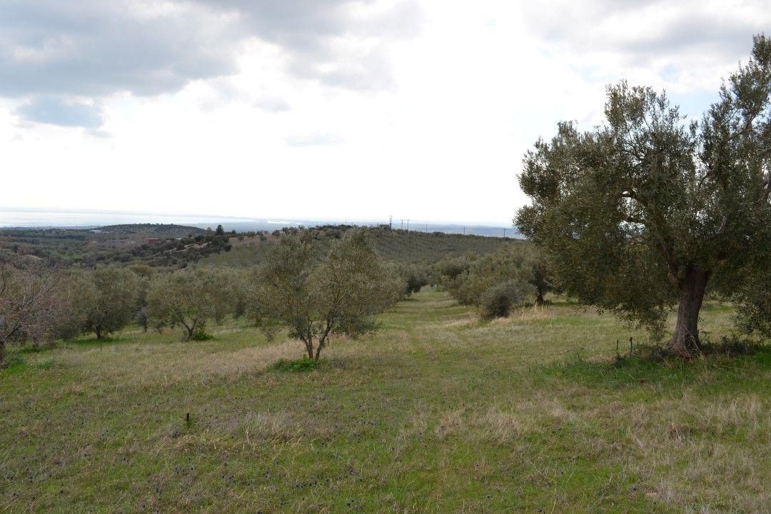 Земля на Халкидиках, Греция, 105 000 м² - фото 2