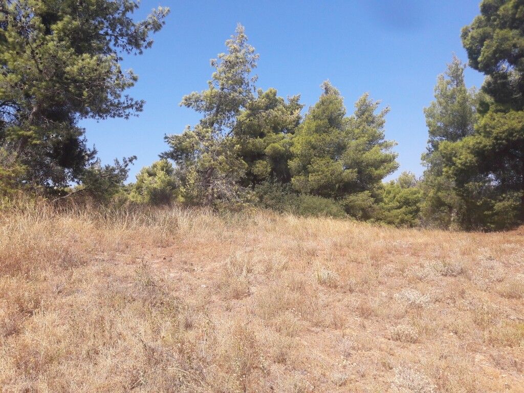 Земля в Аттике, Греция, 8 076 м² - фото 4