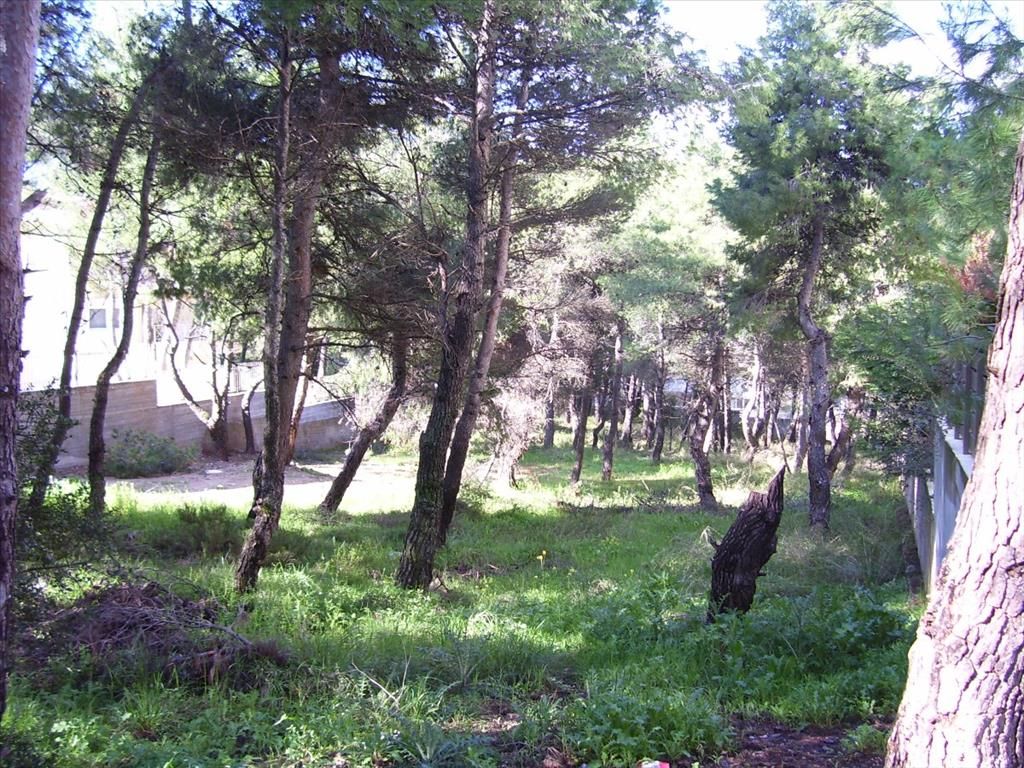 Земля в Аттике, Греция, 815 м² - фото 3