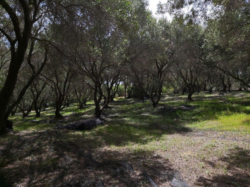 Земля на Корфу, Греция, 8 000 м² - фото 5