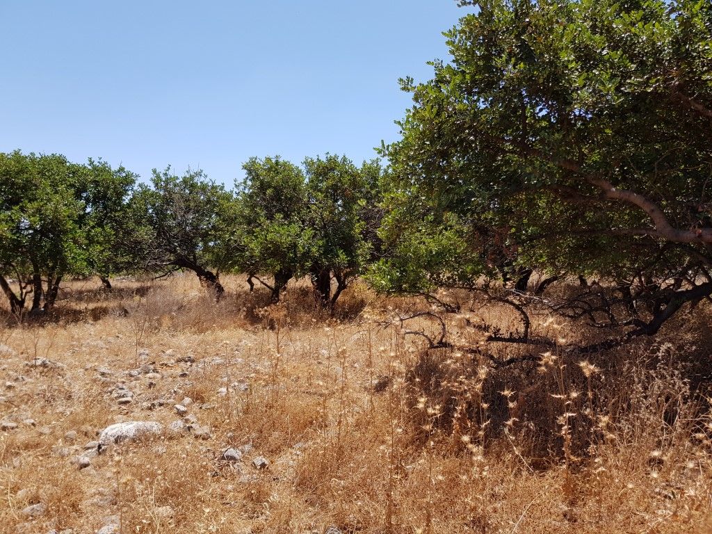 Земля в Ираклионе, Греция, 8 000 м² - фото 5