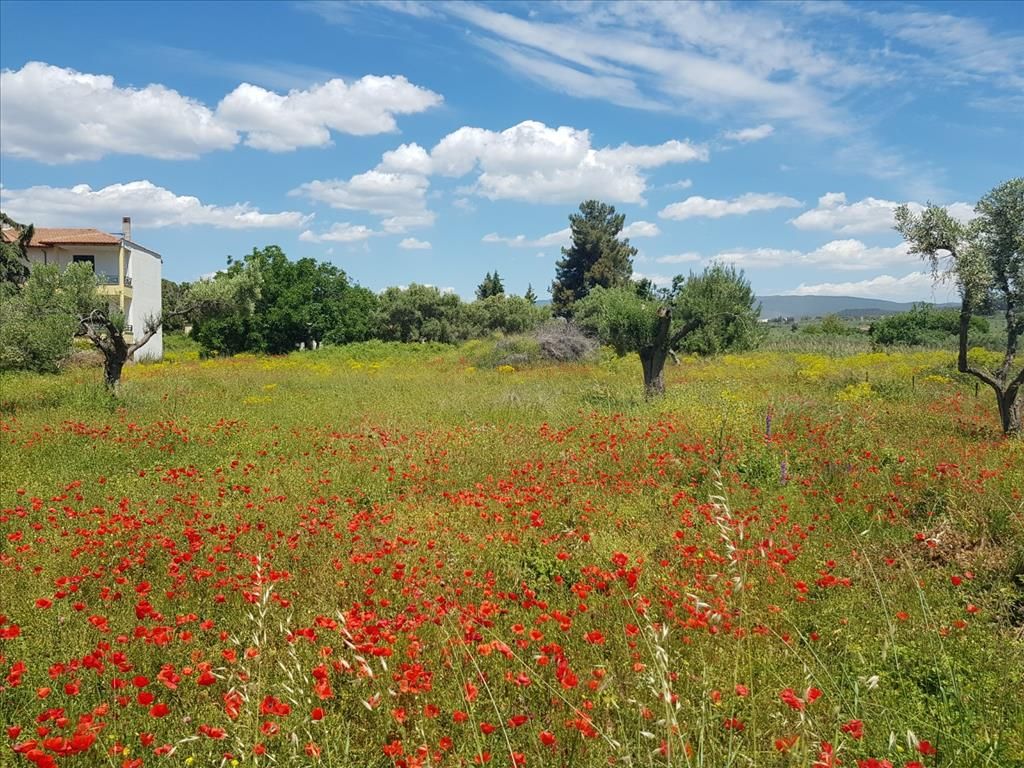 Земля в Ситонии, Греция, 449 м² - фото 5