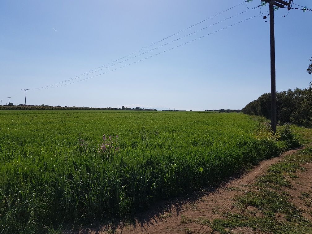 Земля на Халкидиках, Греция, 16 856 м² - фото 4