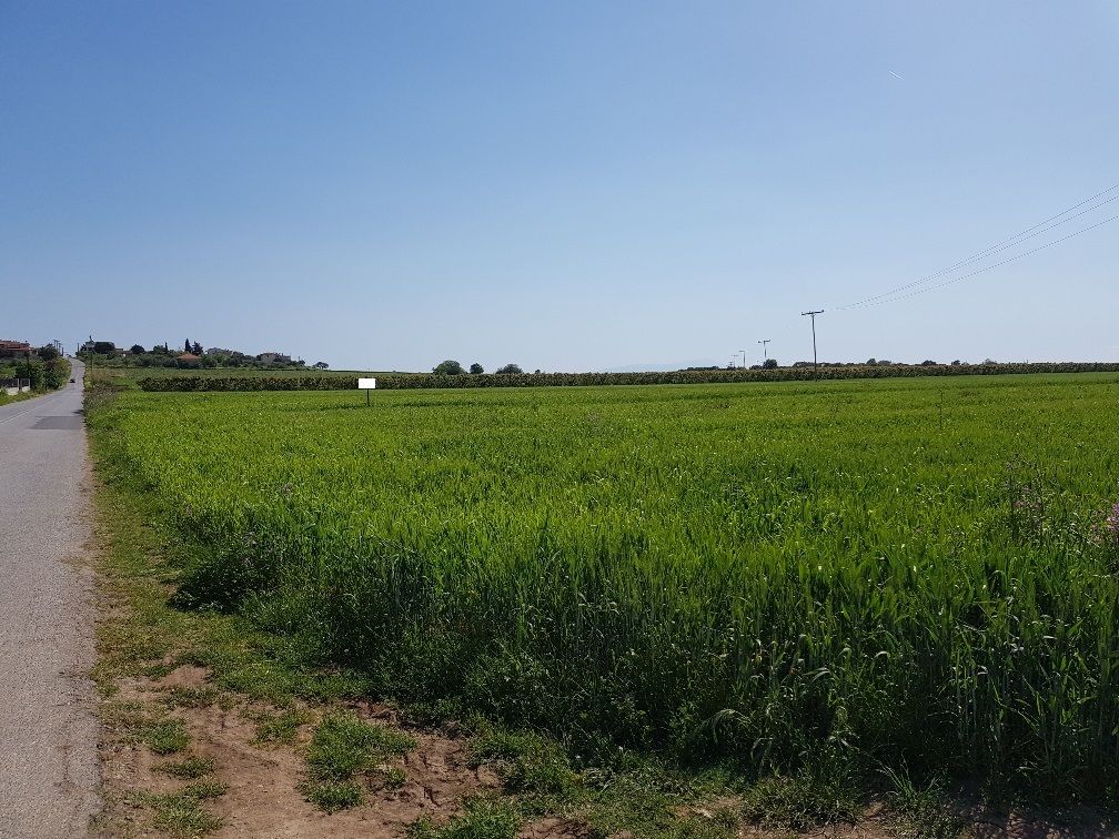 Земля на Халкидиках, Греция, 16 856 м² - фото 5