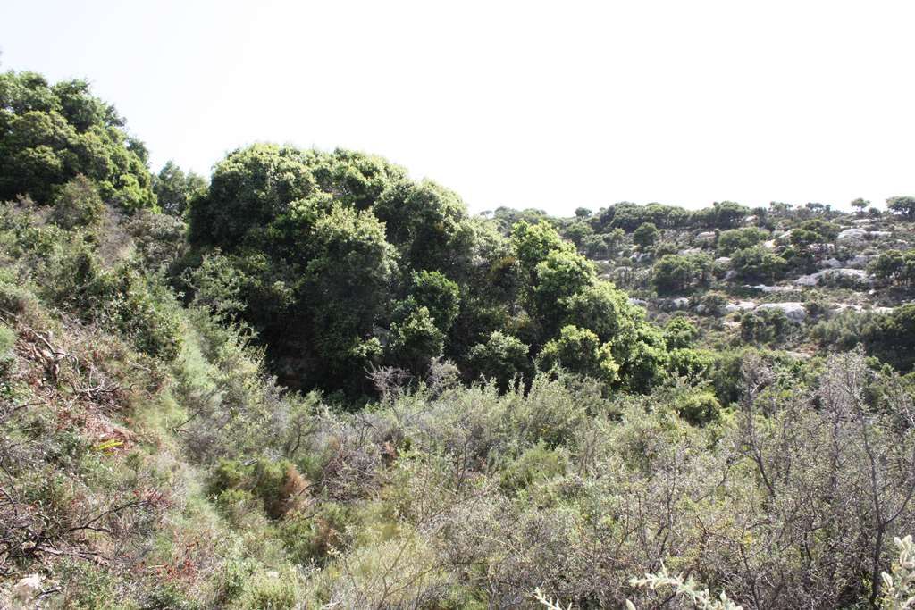 Земля в Ираклионе, Греция, 27 000 м² - фото 5