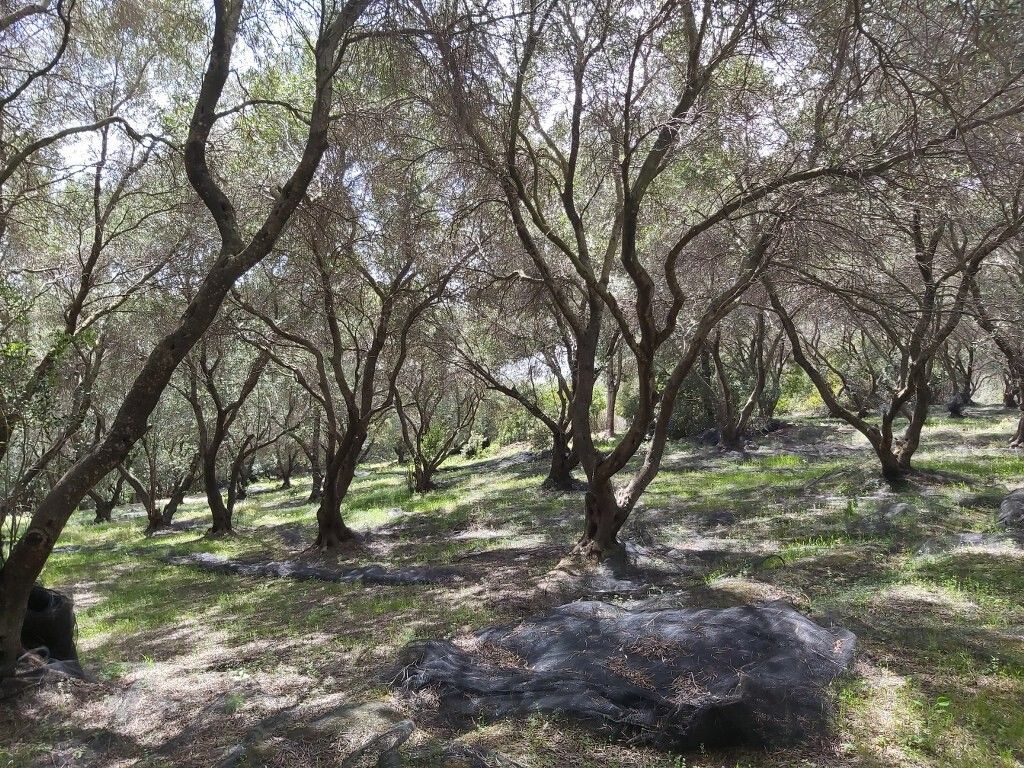 Земля на Корфу, Греция, 8 000 м² - фото 7