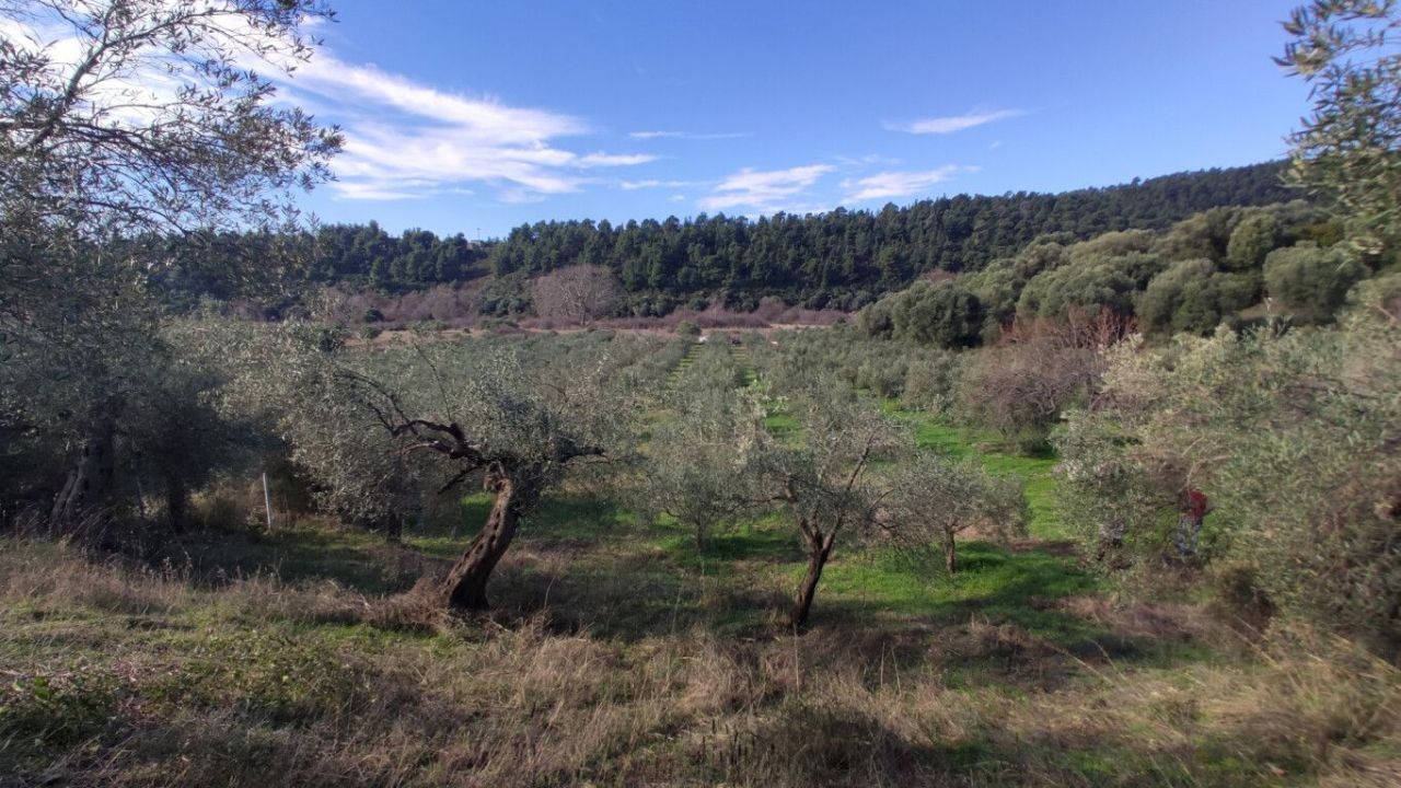 Земля в Ситонии, Греция, 14 000 м² - фото 7