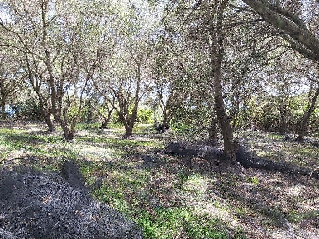 Земля на Корфу, Греция, 8 000 м² - фото 8