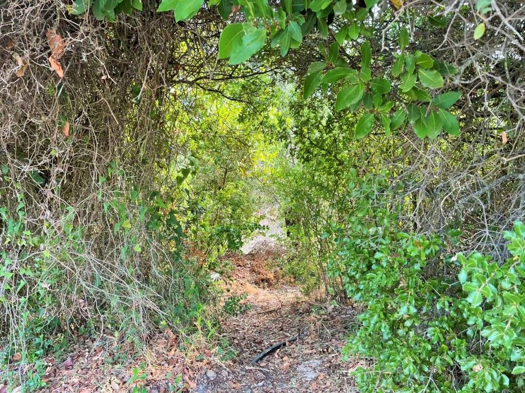 Земля на Корфу, Греция, 21 000 м² - фото 13