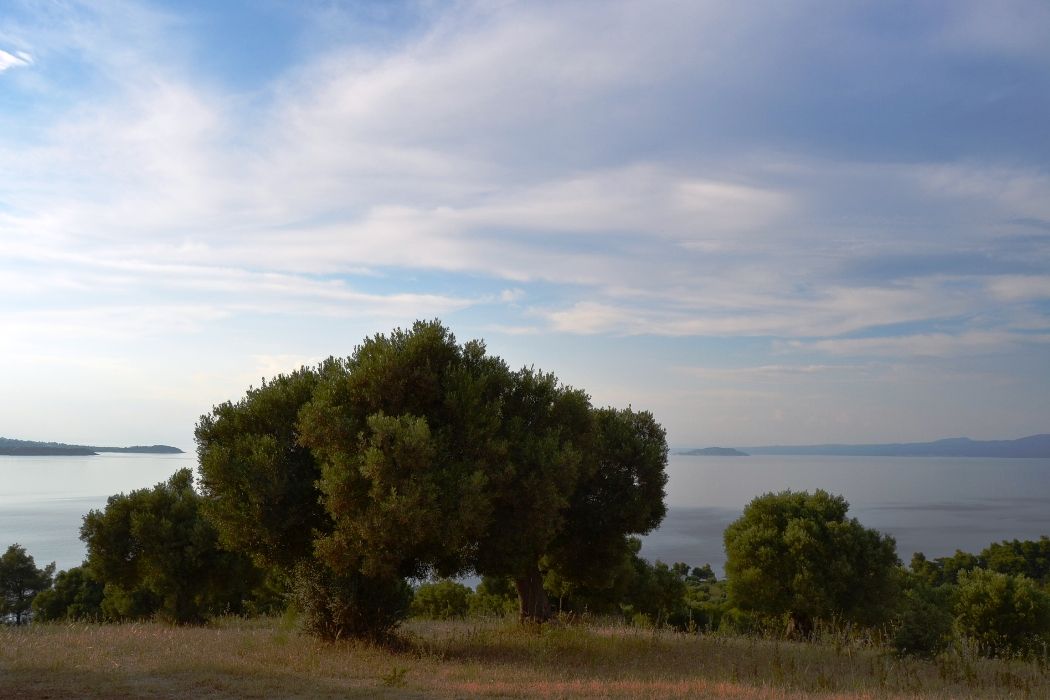 Земля на Халкидиках, Греция, 19 000 м2 - фото 1