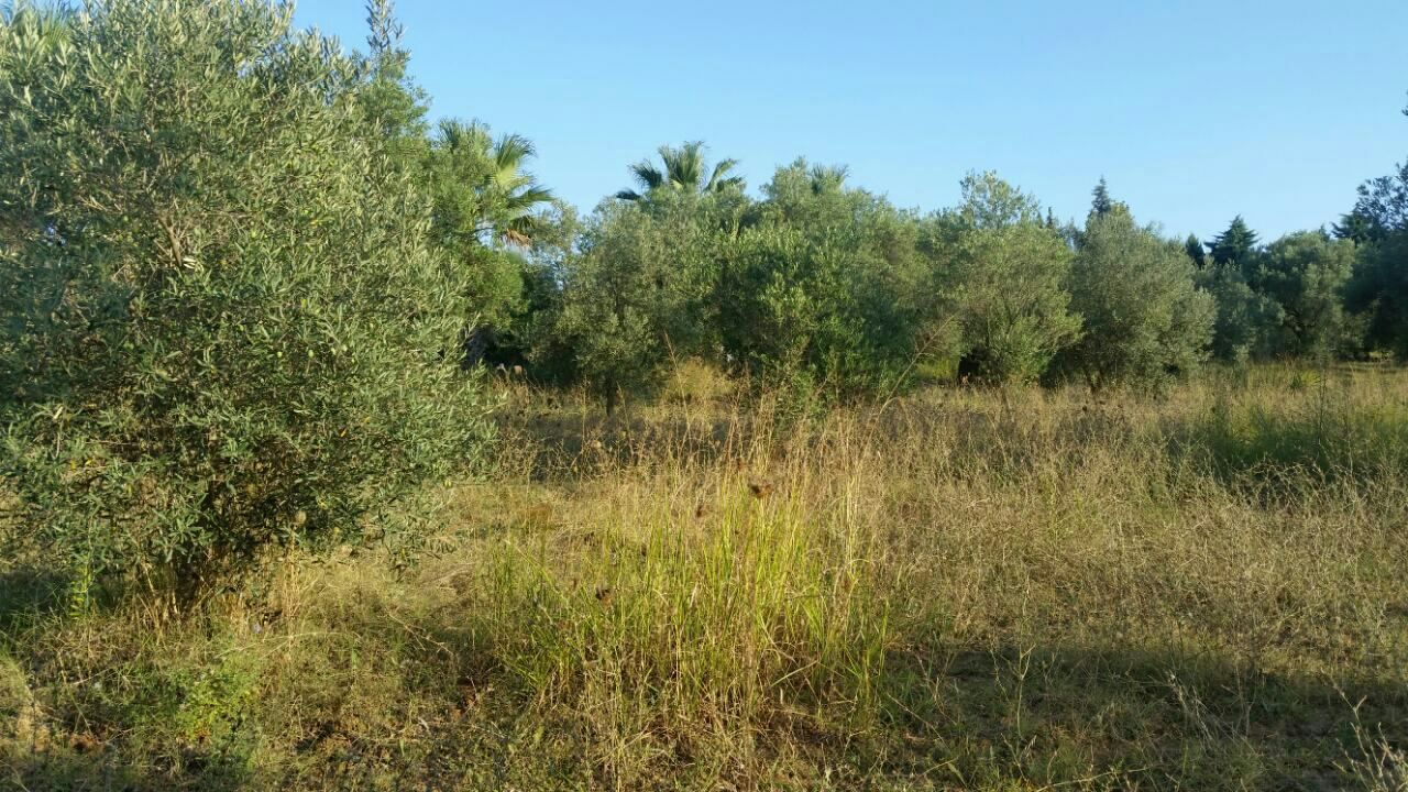 Земля на Кассандре, Греция, 4 250 м² - фото 2