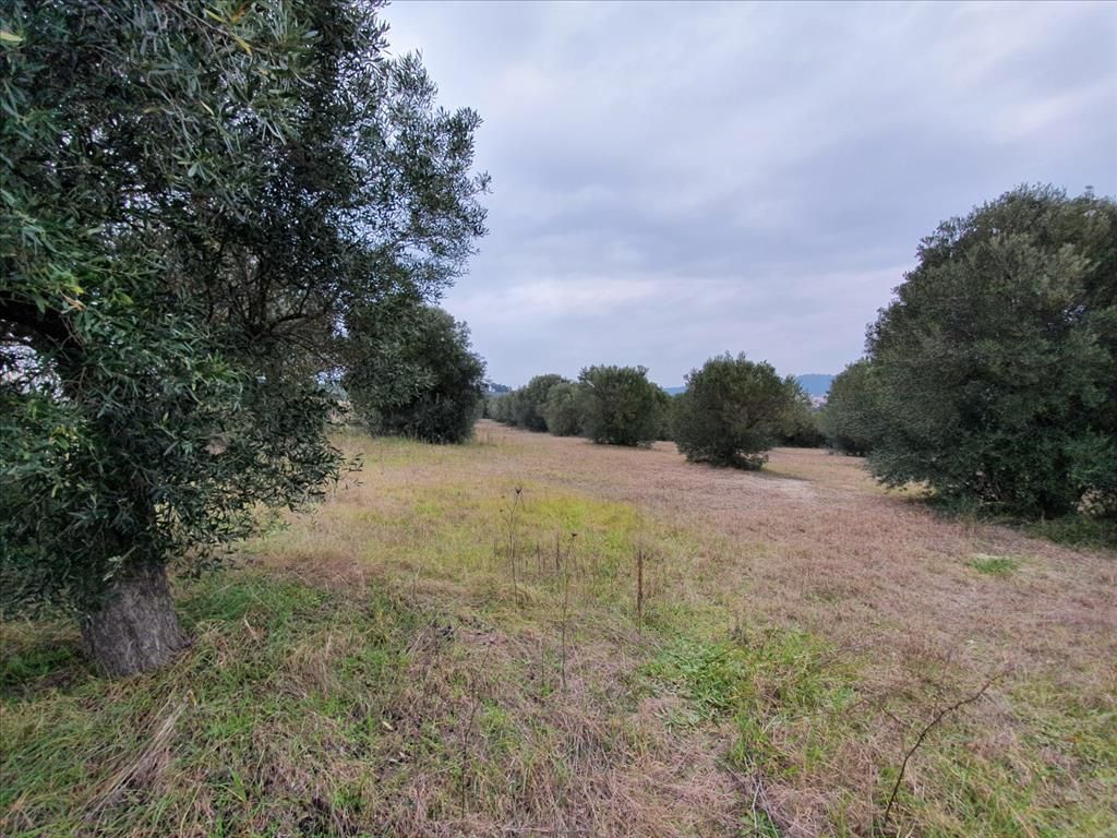 Земля на Кассандре, Греция, 5 500 м² - фото 3