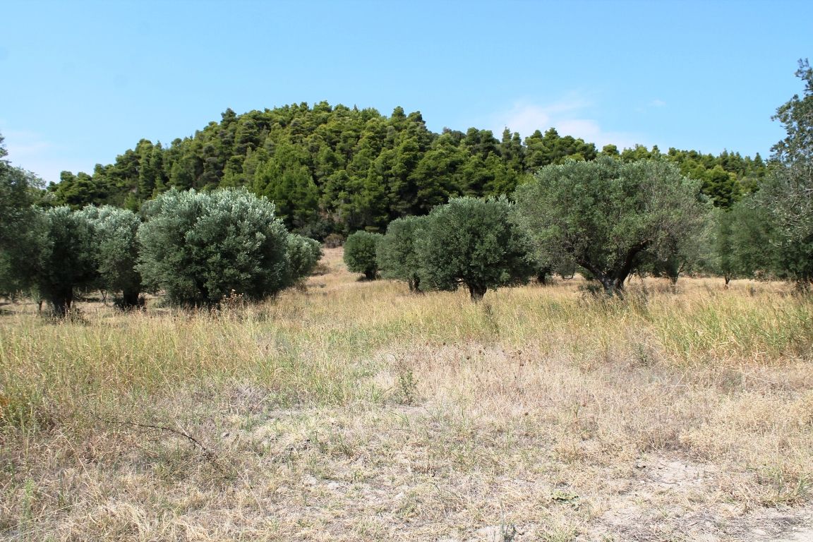 Земля на Кассандре, Греция, 5 000 м² - фото 4