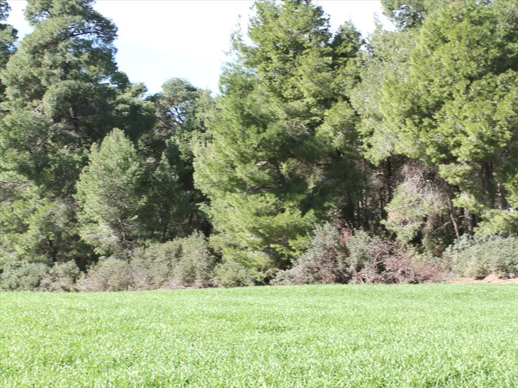 Земля на Кассандре, Греция, 103 500 м² - фото 5