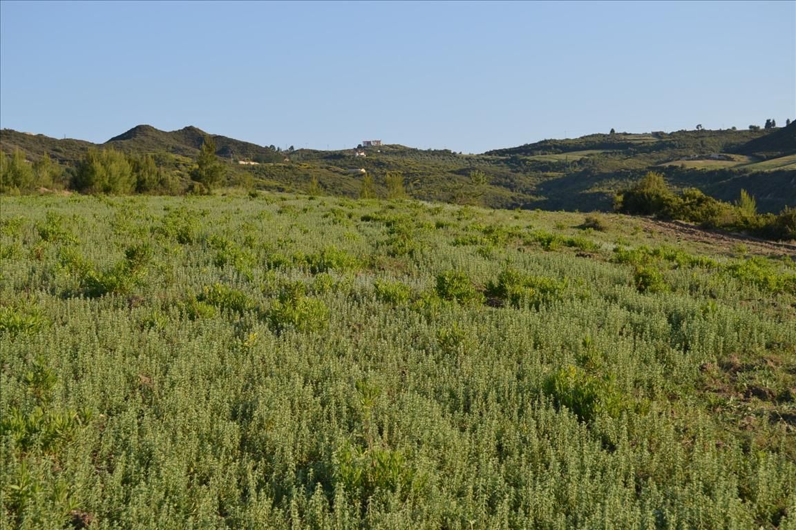 Земля на Кассандре, Греция, 15 400 м² - фото 6