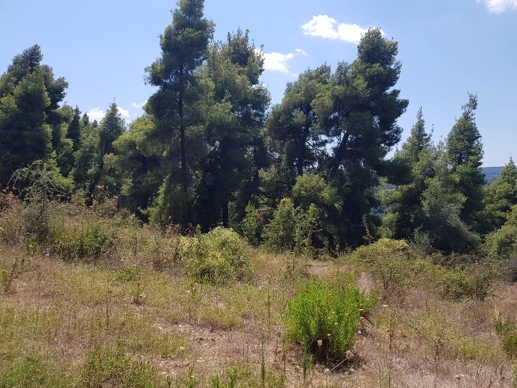 Земля на Кассандре, Греция, 11 000 м² - фото 7