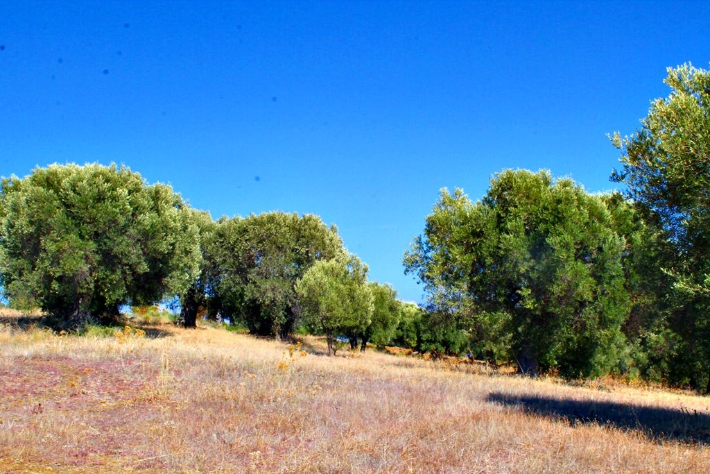 Земля на Кассандре, Греция, 20 000 м² - фото 7