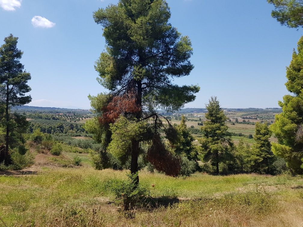 Земля на Кассандре, Греция, 11 000 м² - фото 9