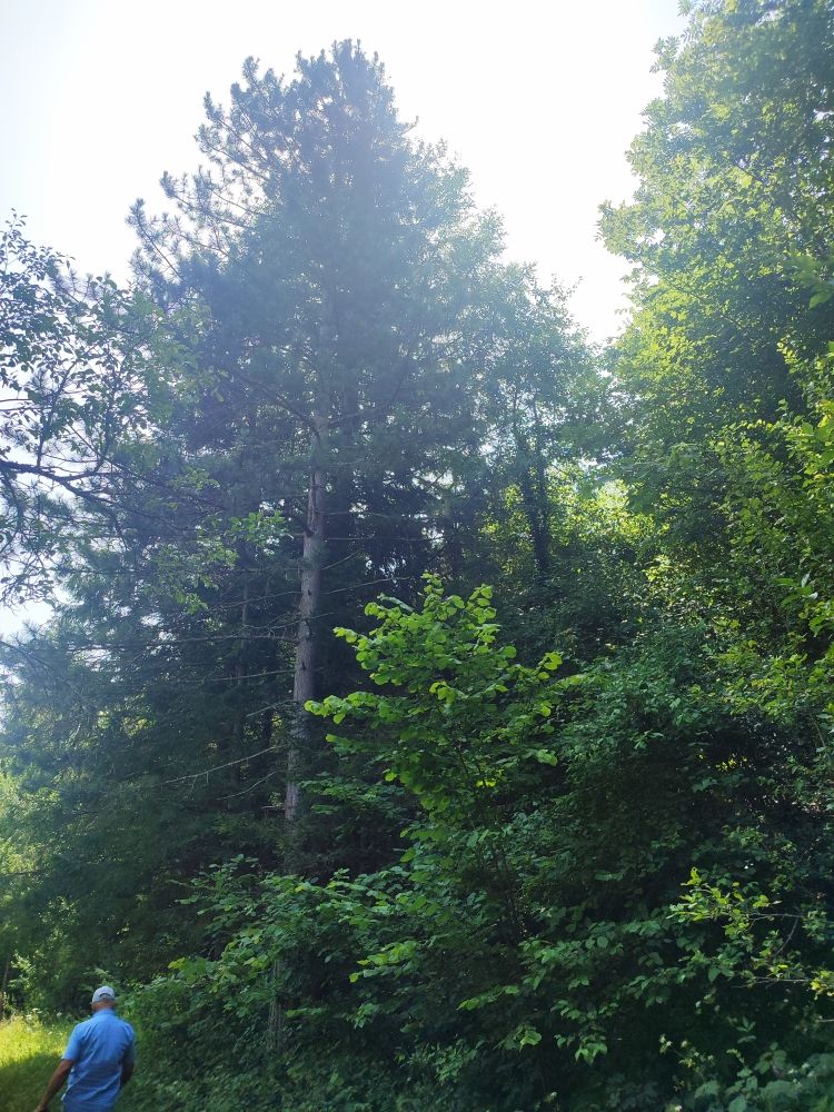 Земля в Мойковаце, Черногория, 2 Га - фото 8