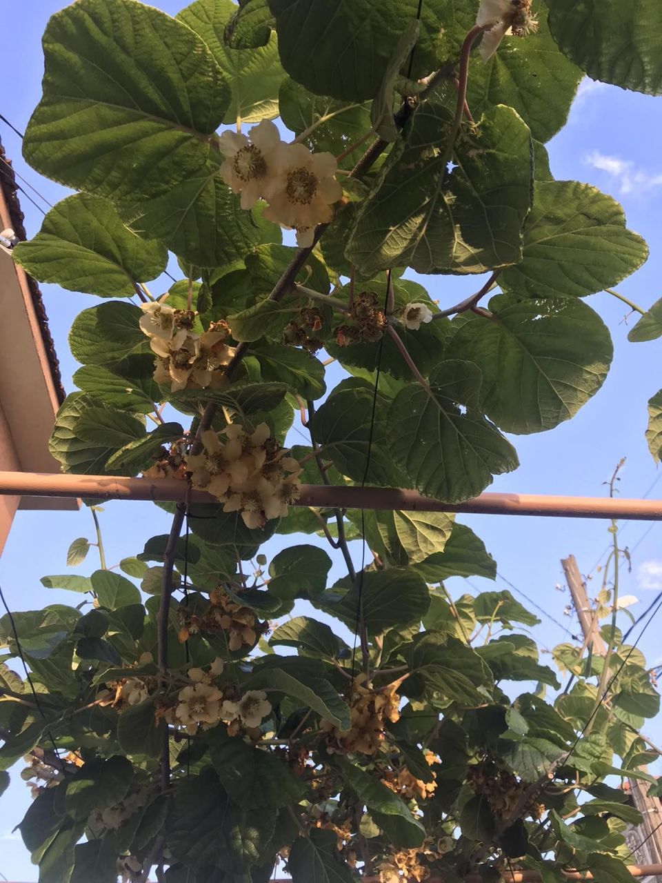 Дом в Кошарице, Болгария, 250 м² - фото 10