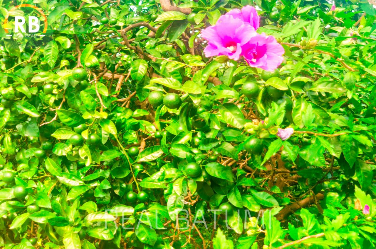 Дом в Батуми, Грузия, 199 м² - фото 5