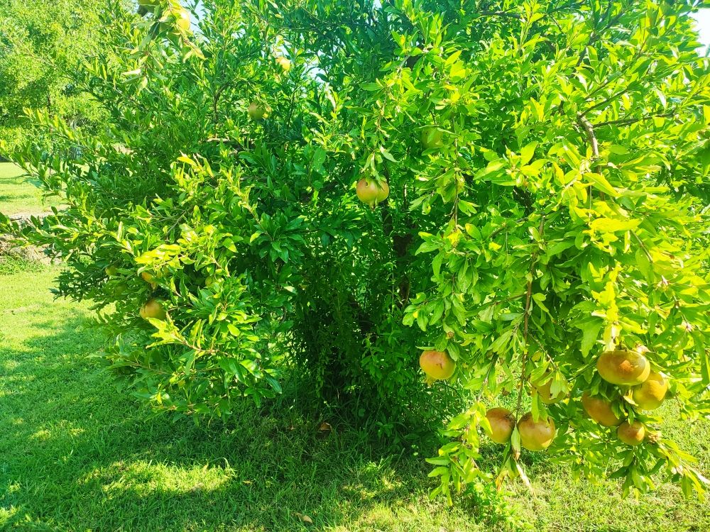 Дом в Подгорице, Черногория, 170 м² - фото 3