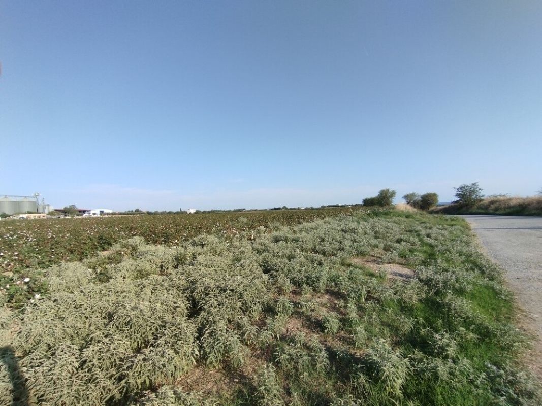 Земля на Северо-Эгейских островах, Греция, 101 000 сот. - фото 1