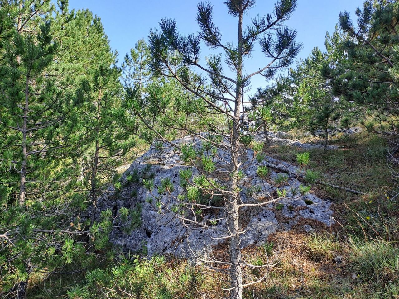 Земля в Грахово, Черногория, 30 000 м² - фото 6