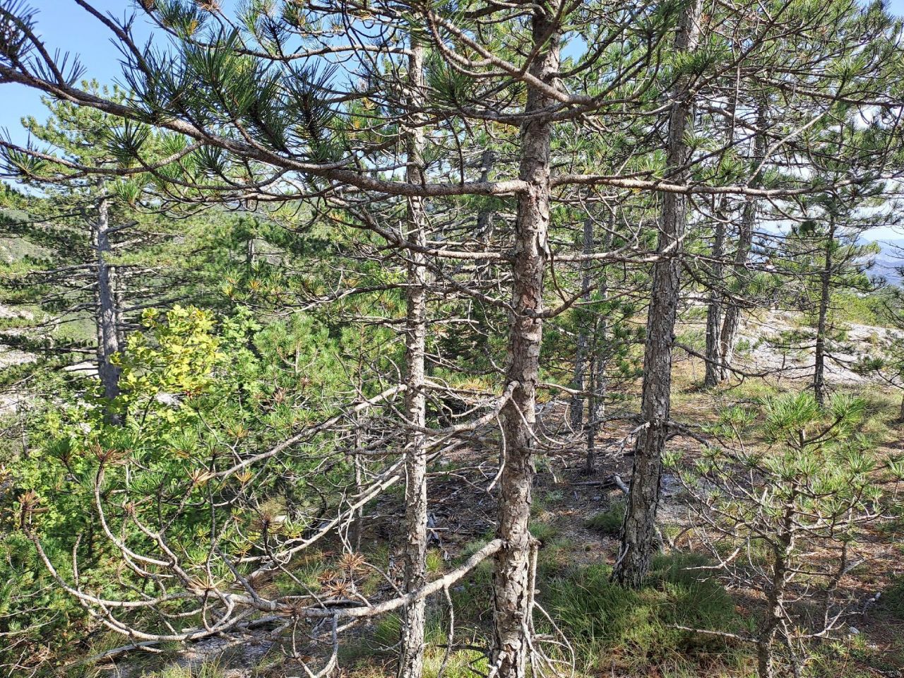 Земля в Грахово, Черногория, 30 000 м² - фото 9