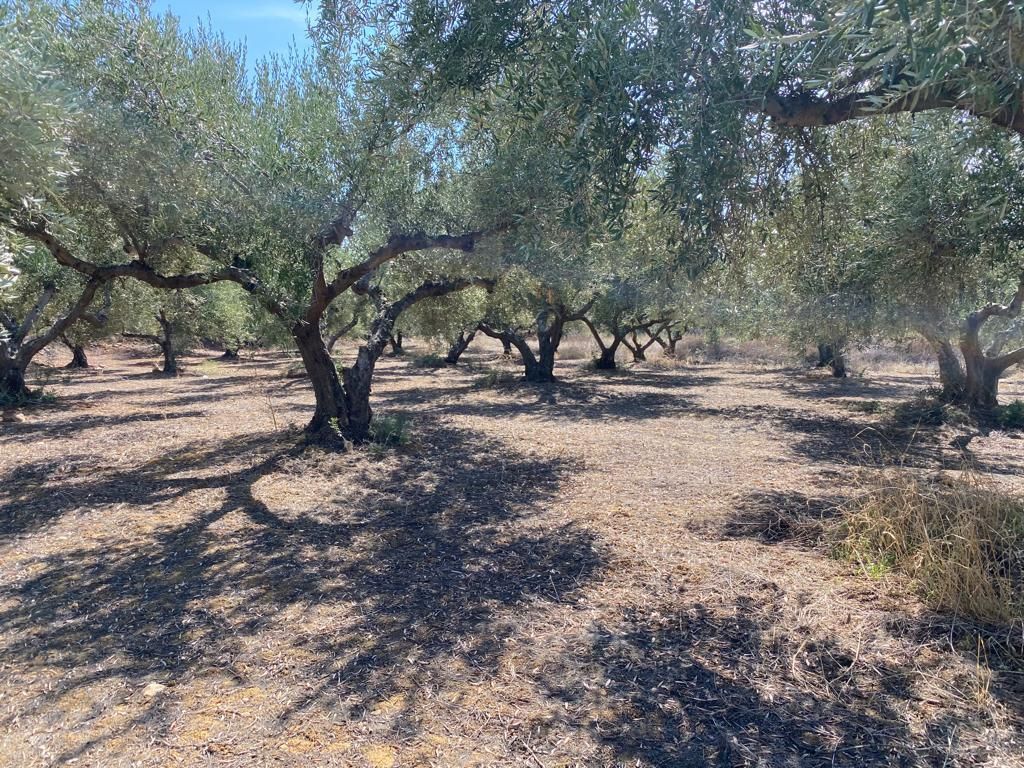 Земля в Ираклионе, Греция, 5 350 м² - фото 4