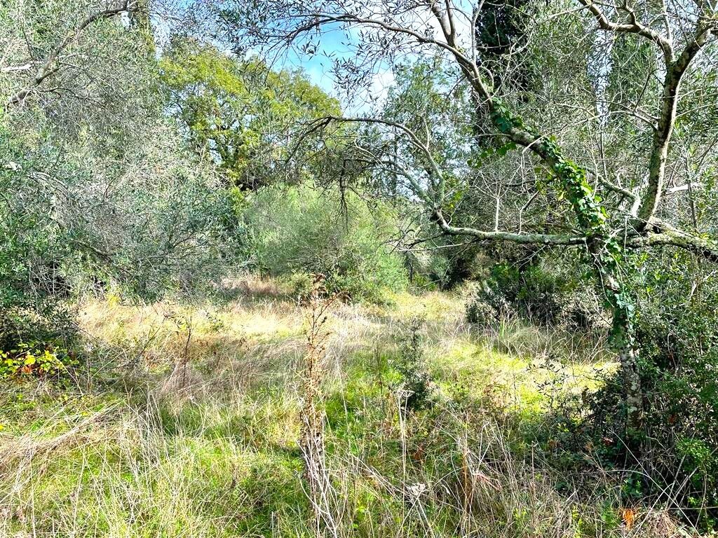 Земля на Корфу, Греция, 12 000 м² - фото 12