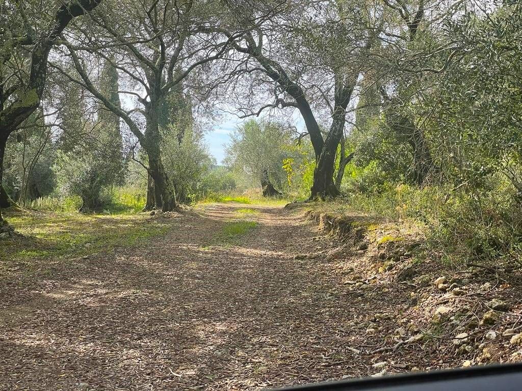 Земля на Корфу, Греция, 12 000 м² - фото 14