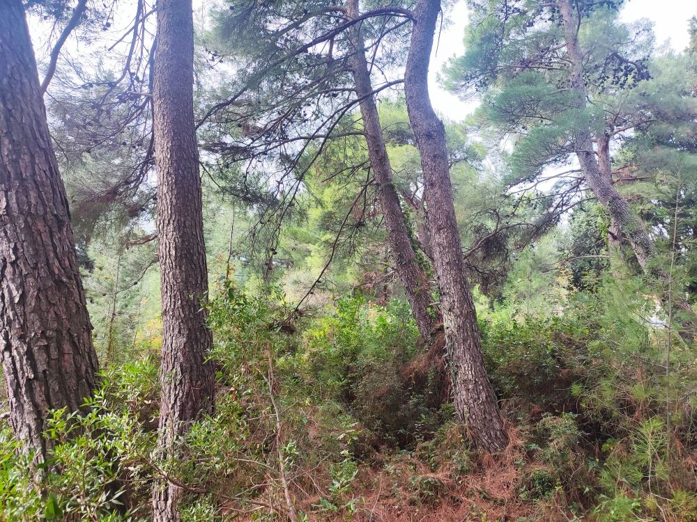 Земля в Баре, Черногория, 400 м² - фото 5