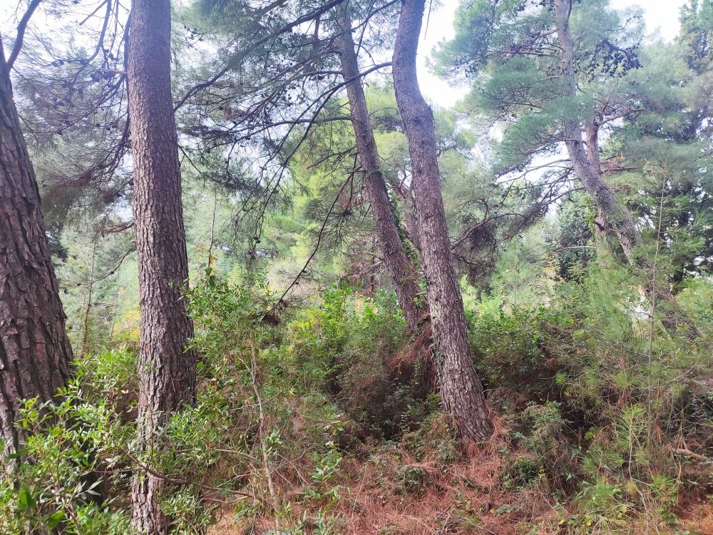 Земля в Баре, Черногория, 400 м² - фото 4