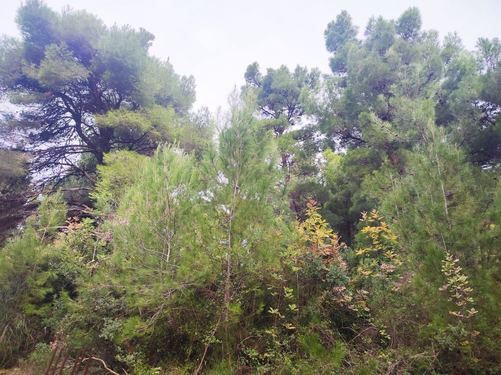 Земля в Баре, Черногория, 400 м² - фото 9