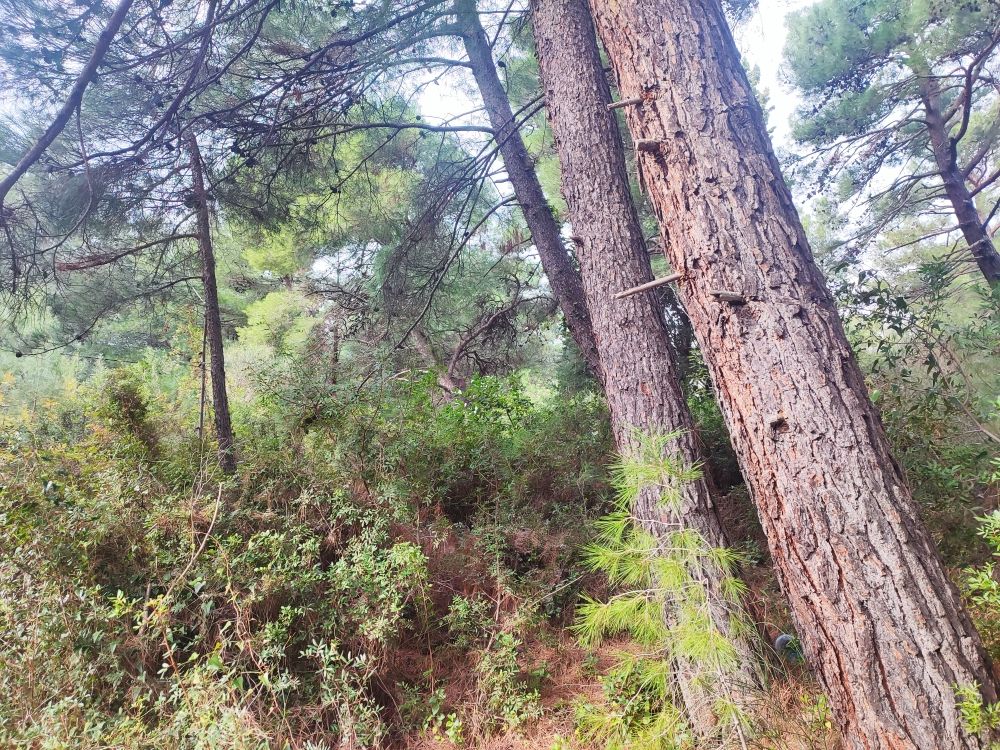 Земля в Баре, Черногория, 400 м² - фото 8